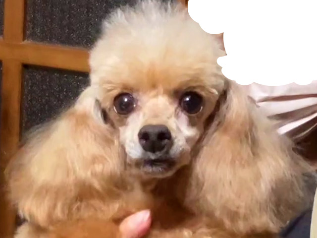 トイプードルの子犬