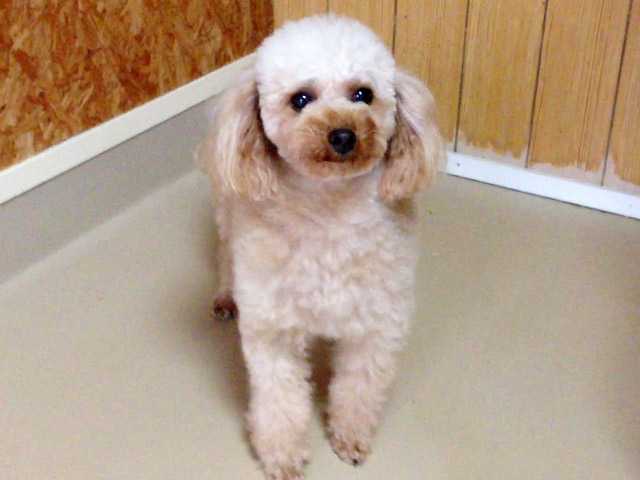 トイプードルレッド引退犬