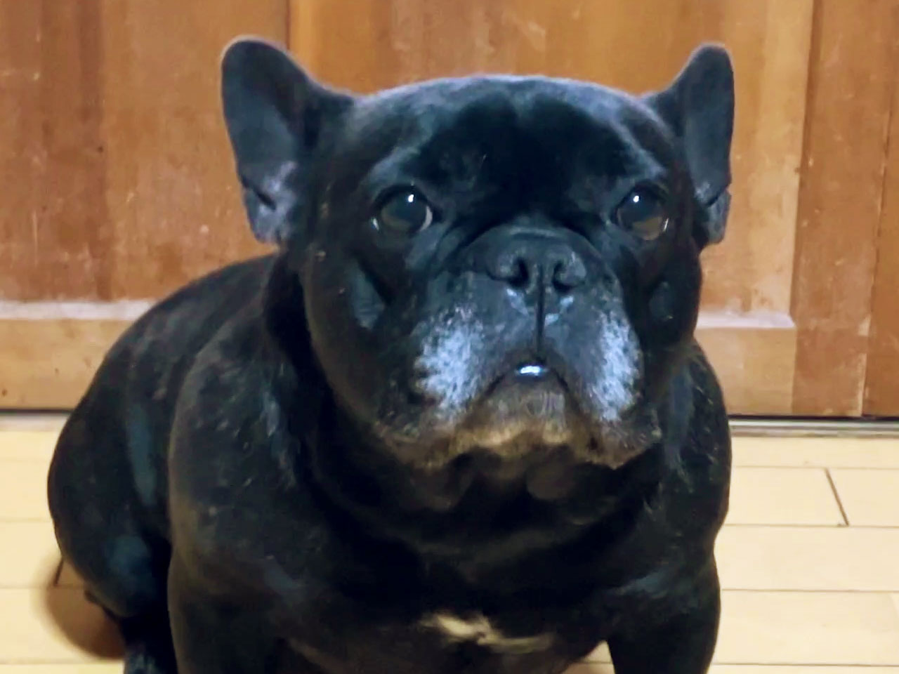 フレンチブルドッグの子犬