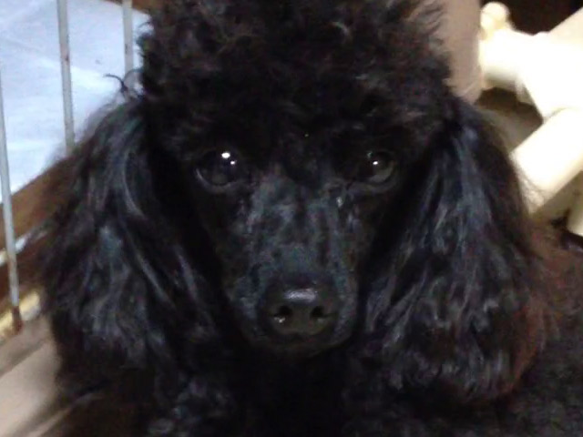 トイプードルブラック子犬