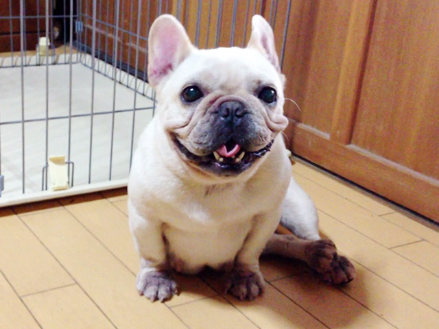 フレンチブルドッグクリーム引退犬