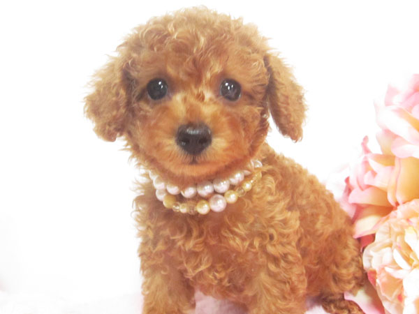 トイプードルの子犬