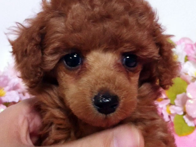 トイプードルの子犬