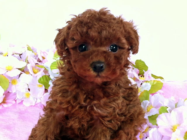 トイプードルレッド子犬