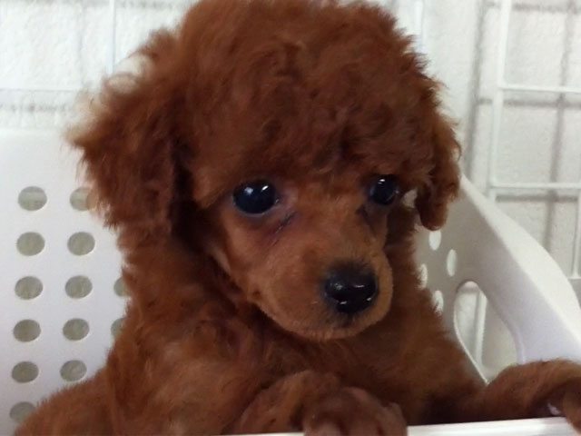 トイプードルの子犬
