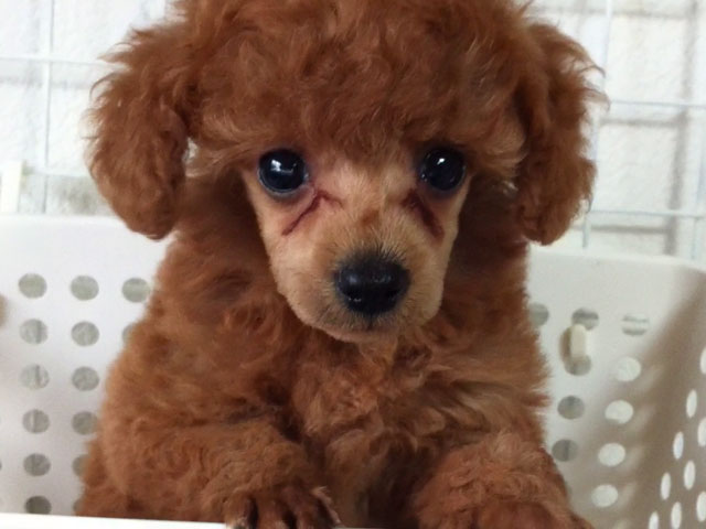 トイプードルの子犬