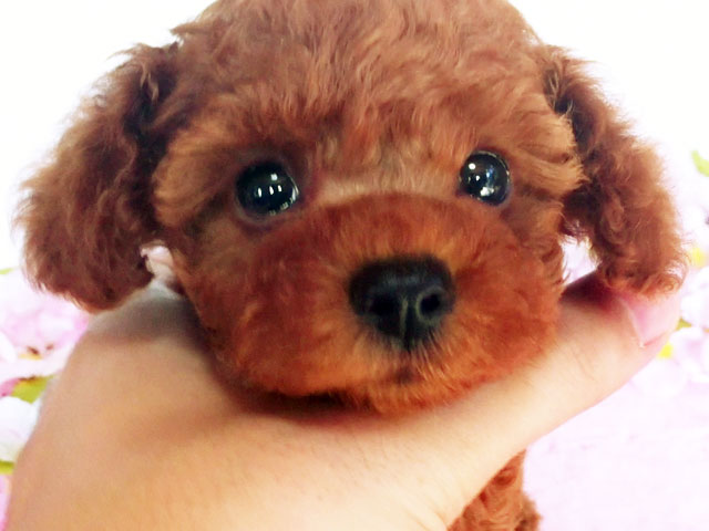 トイプードルレッド子犬