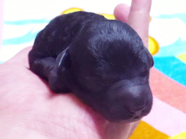 トイプードルレッド子犬