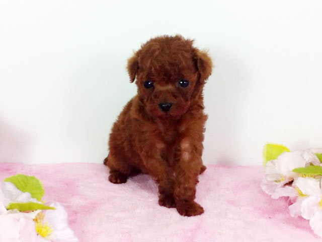 トイプードルの子犬