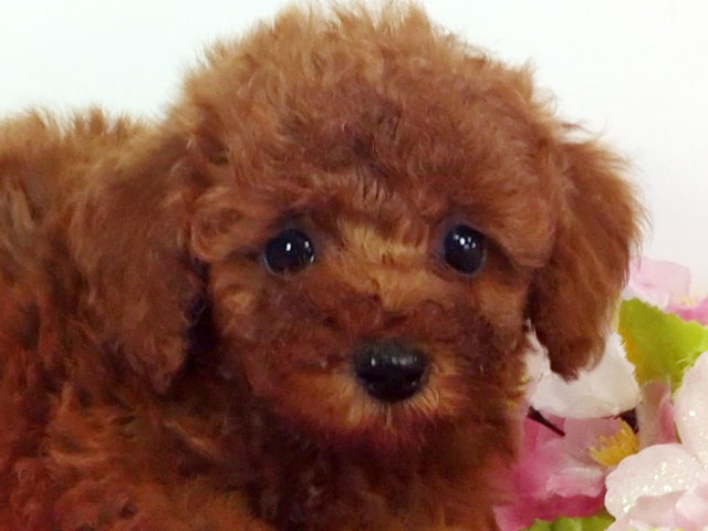 トイプードルの子犬