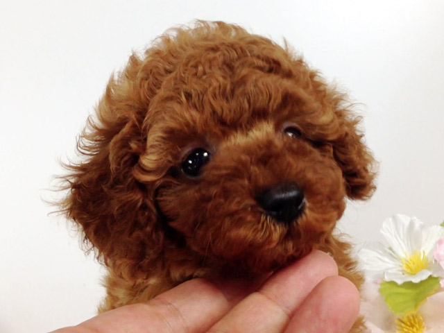 トイプードルレッド子犬