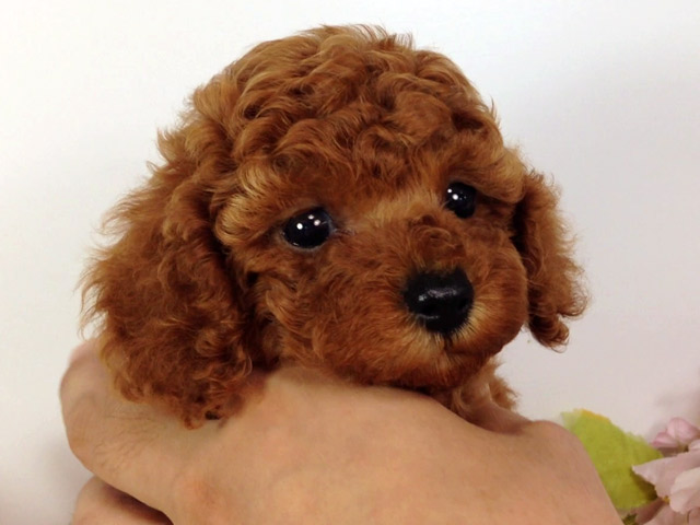 トイプードルの子犬