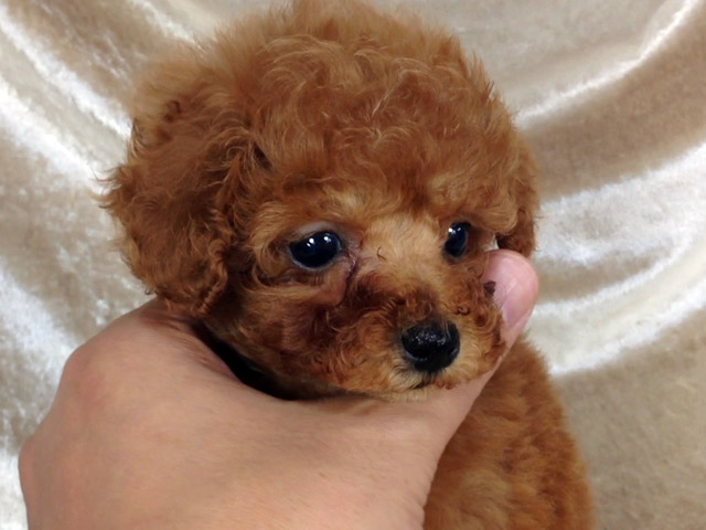 トイプードルの子犬