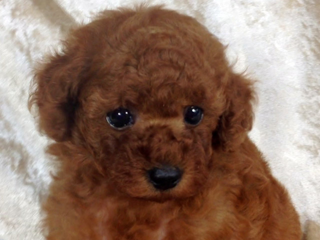 トイプードルの子犬