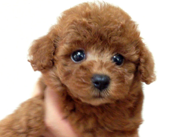 トイプードルの子犬