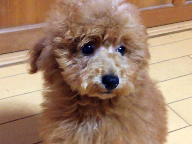 トイプードルレッド子犬