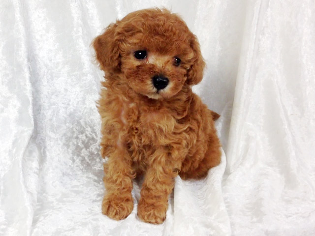 トイプードルレッド子犬