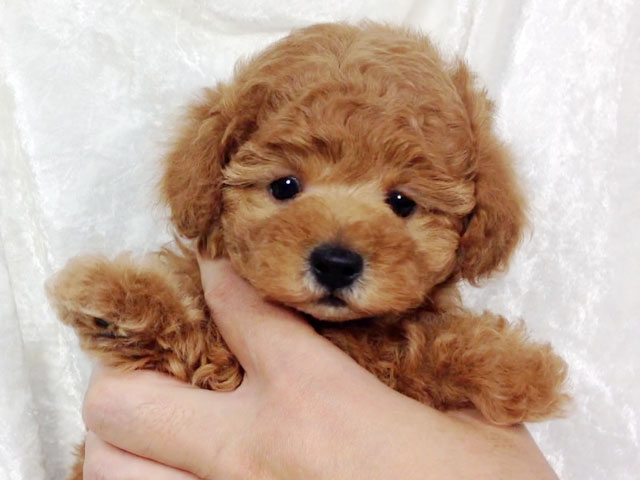 トイプードルブラウン子犬