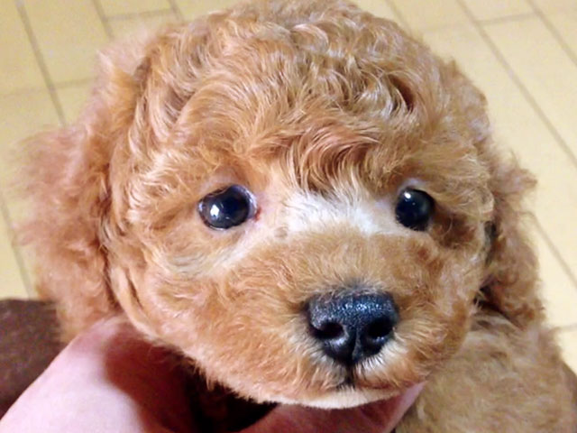 トイプードルレッド子犬