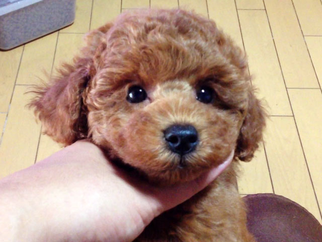 トイプードルレッド子犬