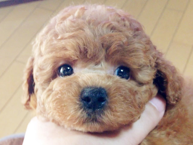 トイプードルレッド子犬