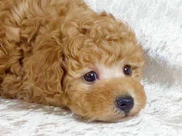トイプードルの子犬