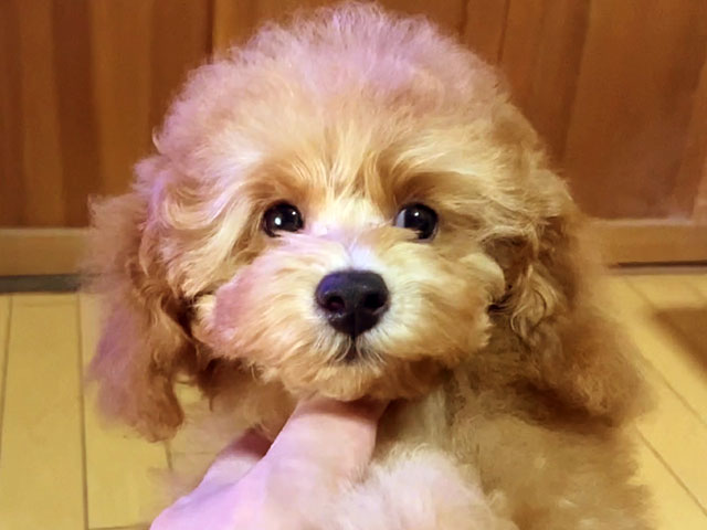 トイプードルレッド子犬