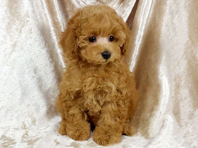 トイプードルの子犬