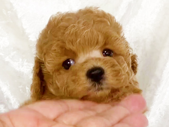 トイプードルの子犬