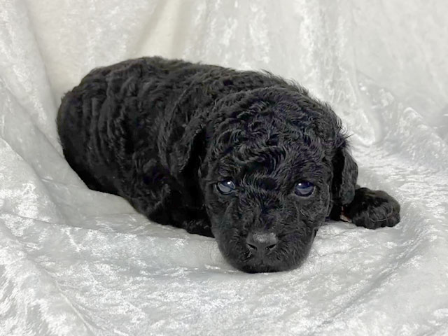 トイプードルブラック子犬
