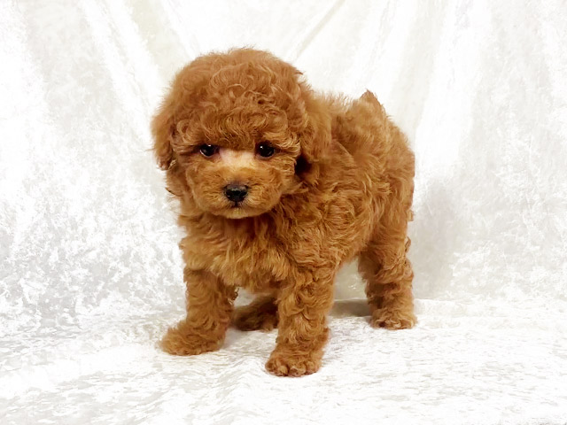 トイプードルの子犬