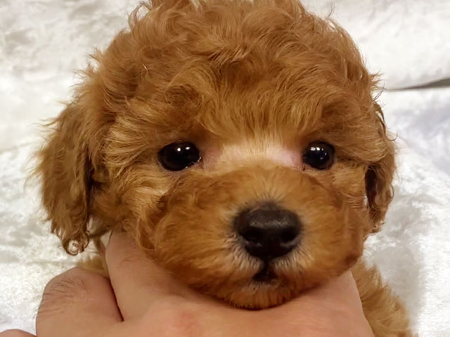 トイプードルの子犬