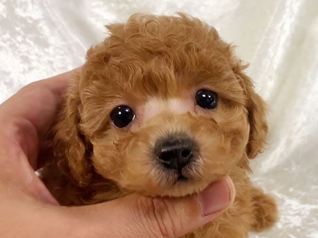 トイプードルレッド子犬