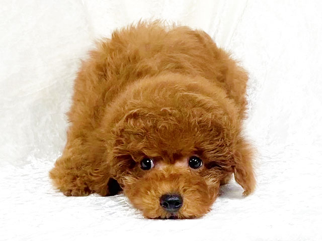 トイプードルの子犬