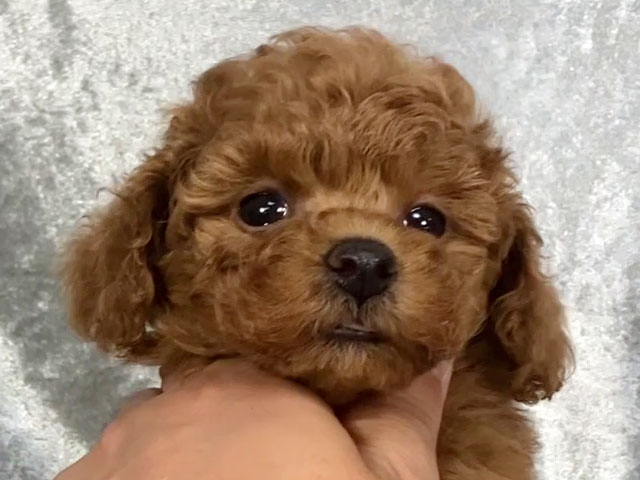 トイプードルの子犬
