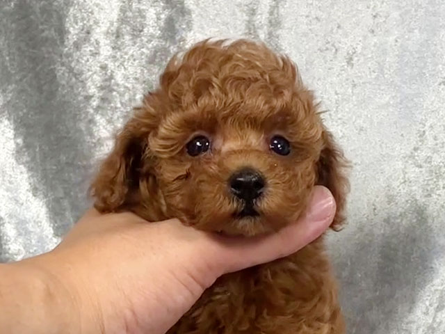 トイプードルの子犬