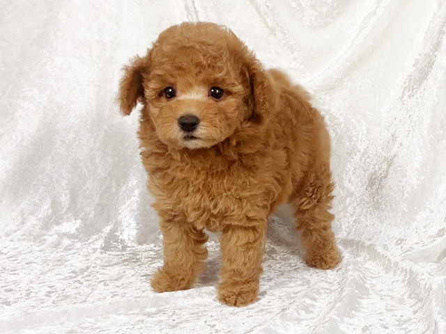トイプードルの子犬