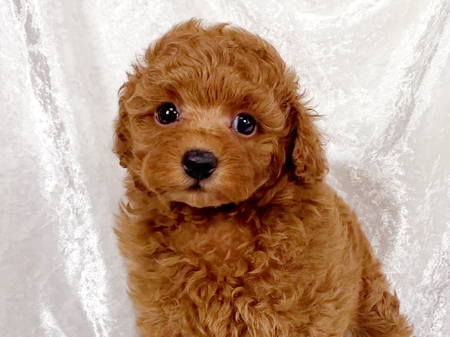トイプードルの子犬