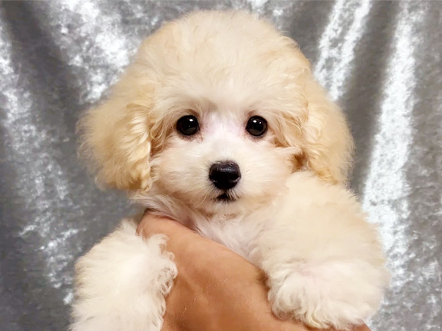トイプードルの子犬