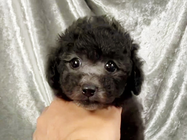 トイプードルの子犬