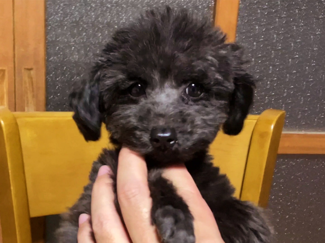 トイプードルの子犬