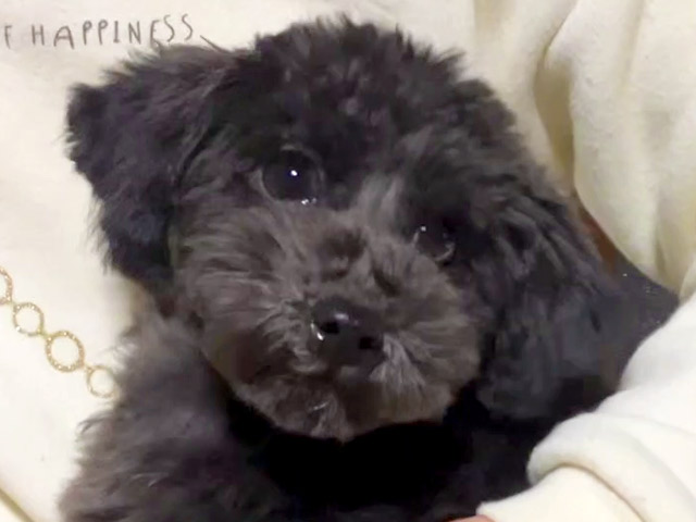 トイプードルの子犬
