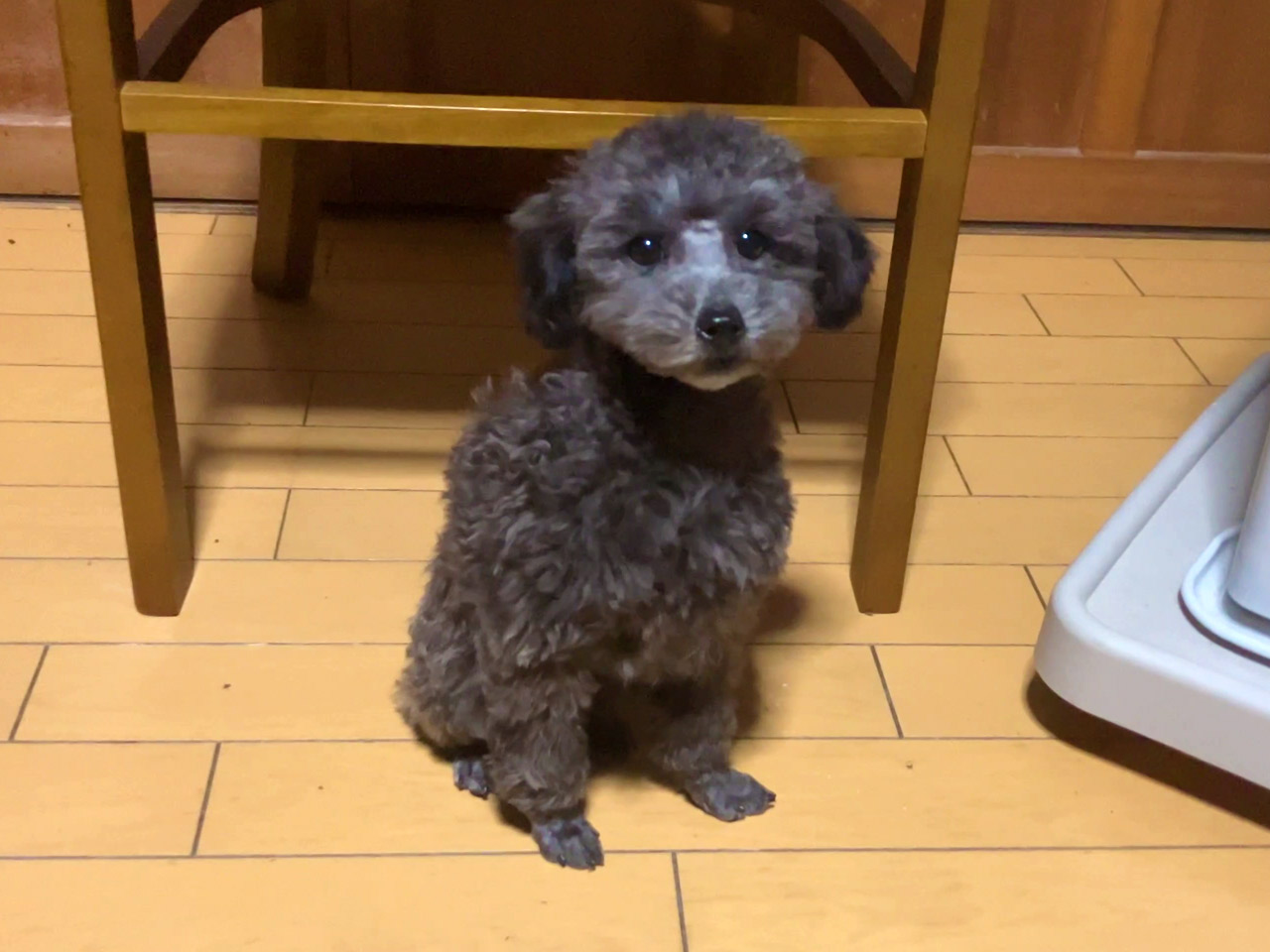トイプードルの子犬