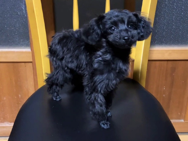 トイプードルの子犬