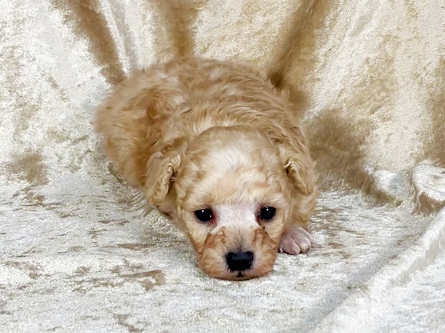 トイプードルの子犬
