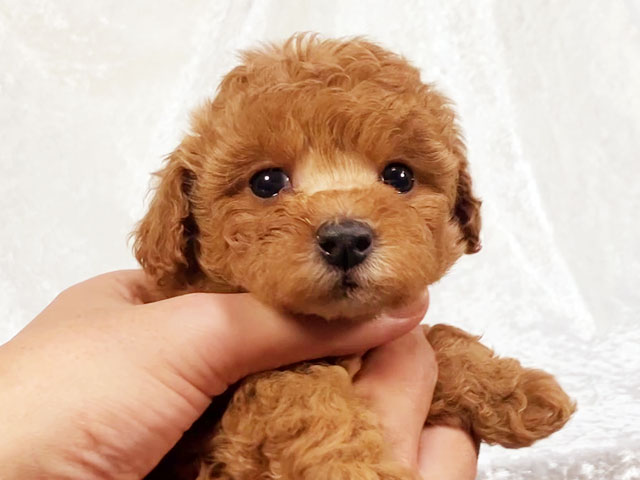 トイプードルの子犬