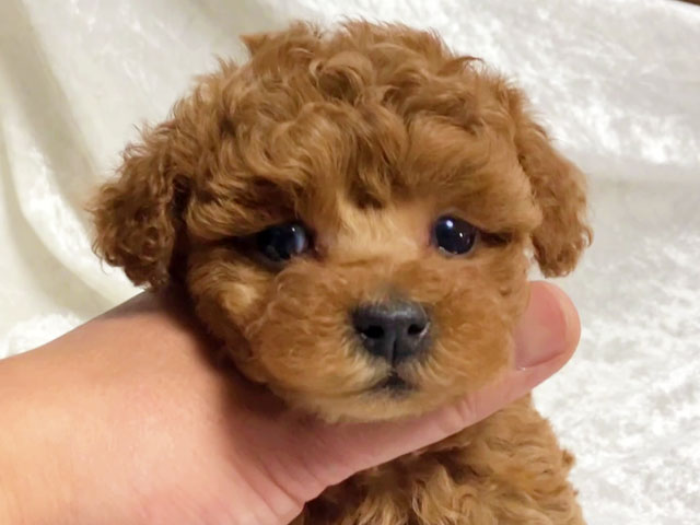 トイプードルの子犬