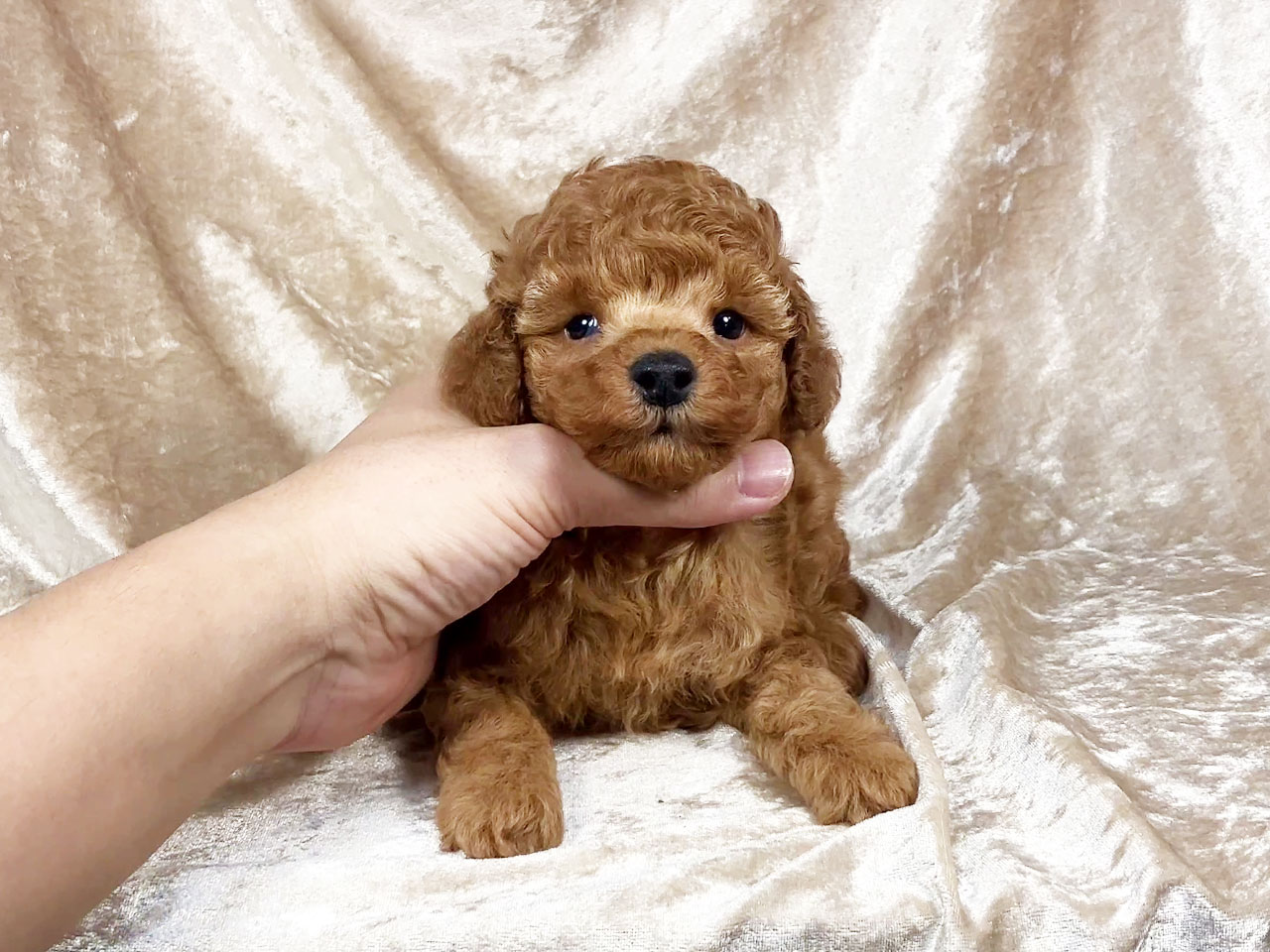 トイプードルの子犬