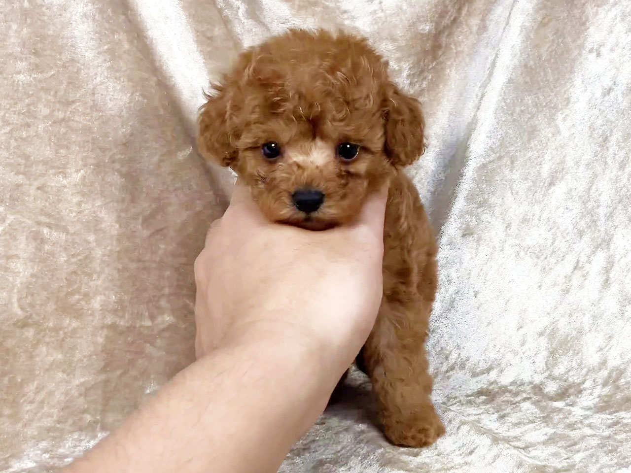 トイプードルの子犬