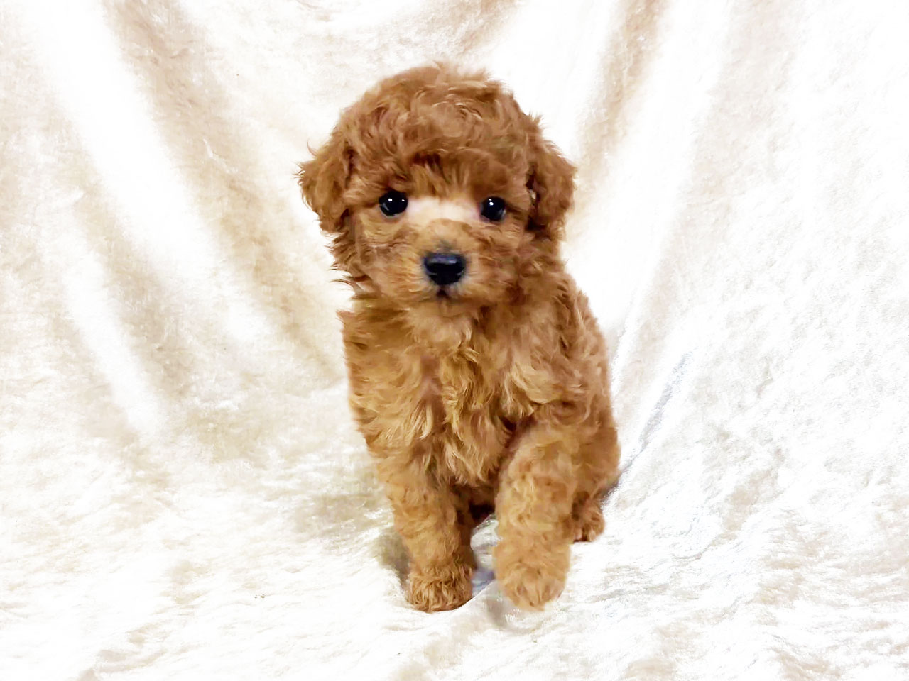 トイプードルの子犬
